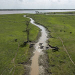 criacao-de-bufalos-onde-rio-secou-tem-cadastros-rurais-irregulares-e-transporte-de-animais-sem-licenca