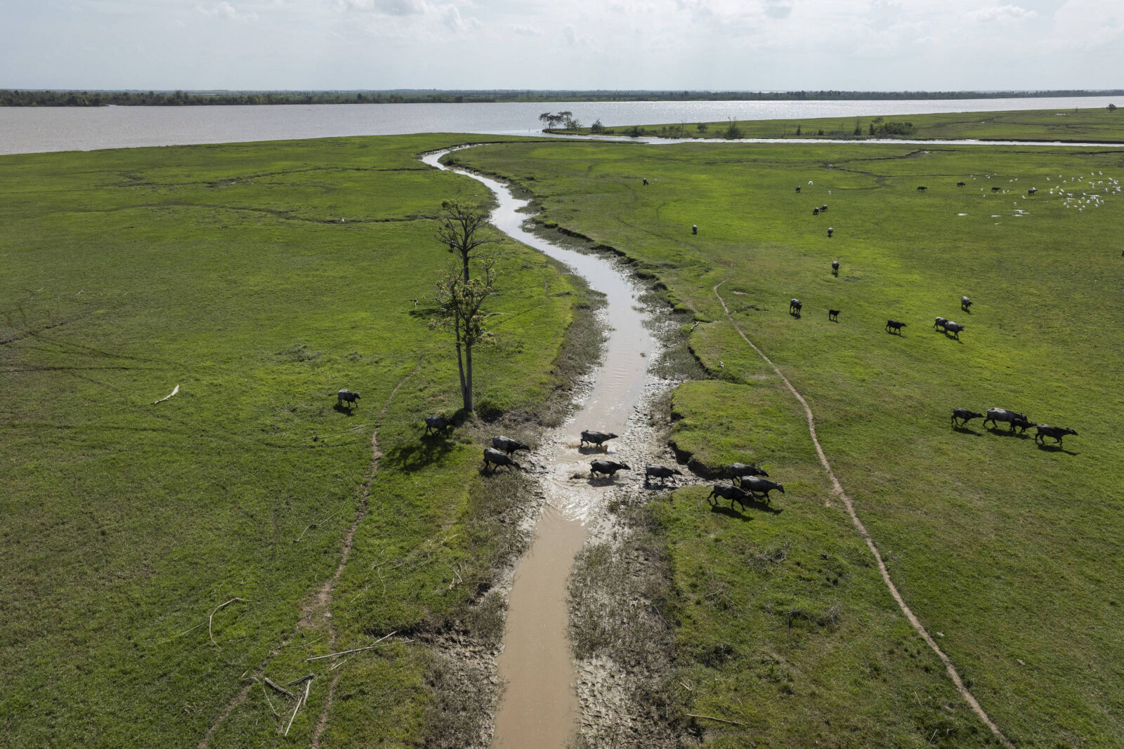 criacao-de-bufalos-onde-rio-secou-tem-cadastros-rurais-irregulares-e-transporte-de-animais-sem-licenca
