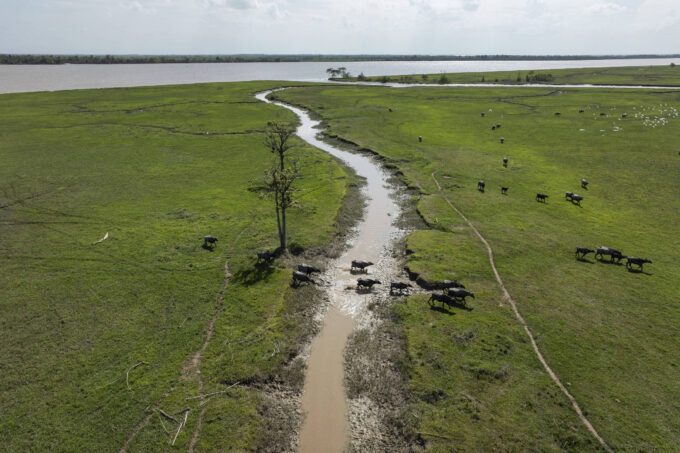 criacao-de-bufalos-onde-rio-secou-tem-cadastros-rurais-irregulares-e-transporte-de-animais-sem-licenca