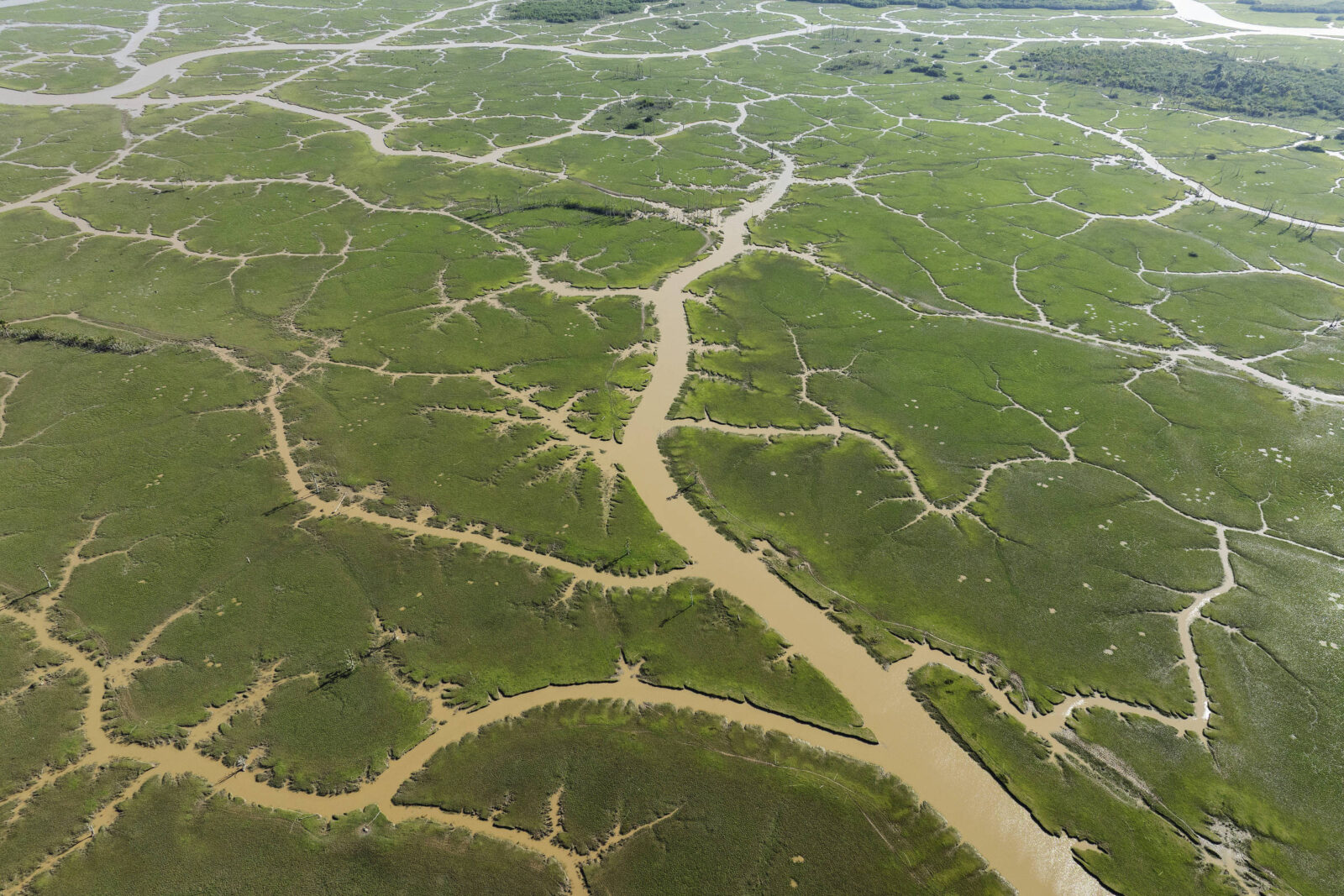 criacao-de-bufalos-dentro-de-reserva-e-entorno-acelera-mudanca-de-curso-de-rio-no-amapa