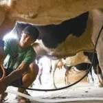 productores-piden-nuevo-precio-del-litro-de-leche-por-alza-del-diesel