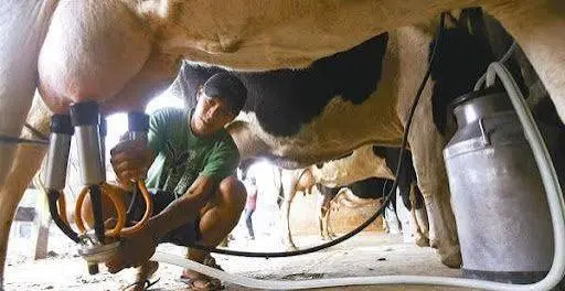 productores-piden-nuevo-precio-del-litro-de-leche-por-alza-del-diesel