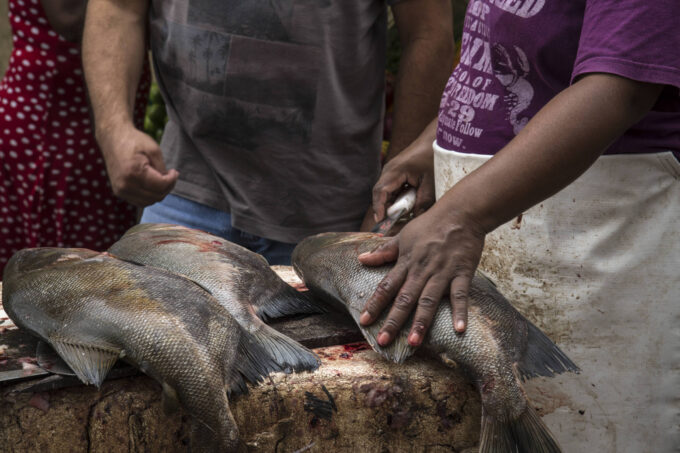 a-china-produz-mais-tambaqui-que-o-brasil?