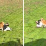salto-a-la-jaula-de-un-tigre,-fue-atacado-y-no-pudo-contar-su-hazana