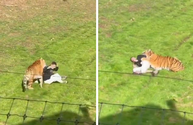 salto-a-la-jaula-de-un-tigre,-fue-atacado-y-no-pudo-contar-su-hazana