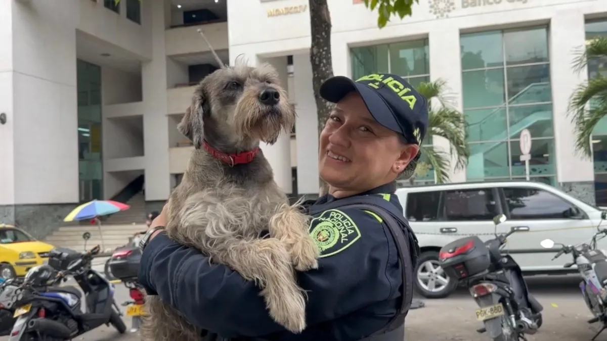 los-perros-que-encontraron-una-familia-en-los-cai-de-bucaramanga:-una-historia-de-lealtad-y-segundas-oportunidades