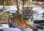 tigre-que-matou-homem-em-zoologico-na-inglaterra-nao-sera-sacrificado