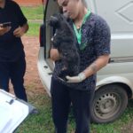 perrito-maltratado-fue-rescatado