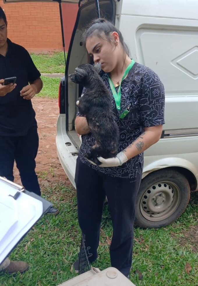 perrito-maltratado-fue-rescatado
