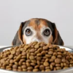 ¿cuantas-veces-al-dia-deben-comer-perros-y-gatos-segun-expertos?