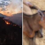 asi-avanza-la-recuperacion-de-‘golondrina’-y-‘llamarada’,-los-equinos-que-sufrieron-quemaduras-durante-los-incendios-forestales-del-tolima