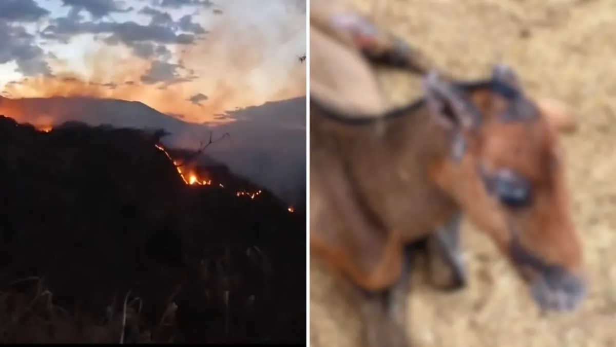 asi-avanza-la-recuperacion-de-‘golondrina’-y-‘llamarada’,-los-equinos-que-sufrieron-quemaduras-durante-los-incendios-forestales-del-tolima