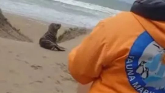 asi-rescataron-a-un-cachorrito-de-lobo-marino-de-un-pelo-en-los-medanos-de-miramar