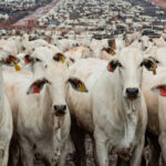 demandas-externa-e-interna-sustentam-o-preco-da-arroba-de-boi