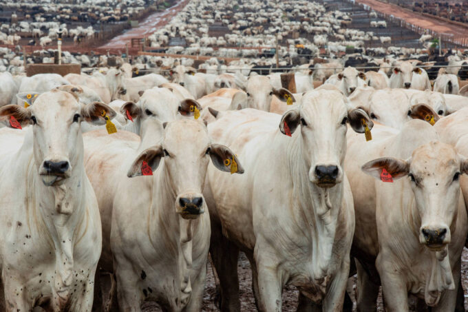 demandas-externa-e-interna-sustentam-o-preco-da-arroba-de-boi