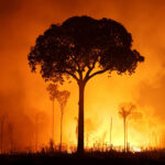 incendios-florestais-dobram-no-amazonas-em-2026,-mas-indice-esta-abaixo-da-media-historica