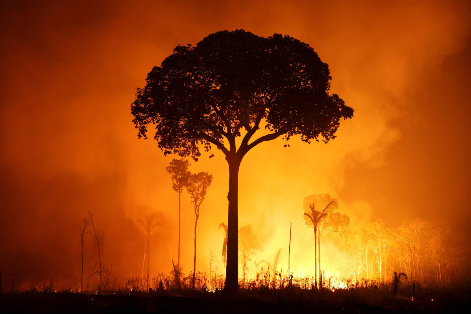 incendios-florestais-dobram-no-amazonas-em-2026,-mas-indice-esta-abaixo-da-media-historica