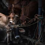 el-nino-traz-periodo-de-‘vacas-magras’-aos-mercados-de-gado-de-el-salvador