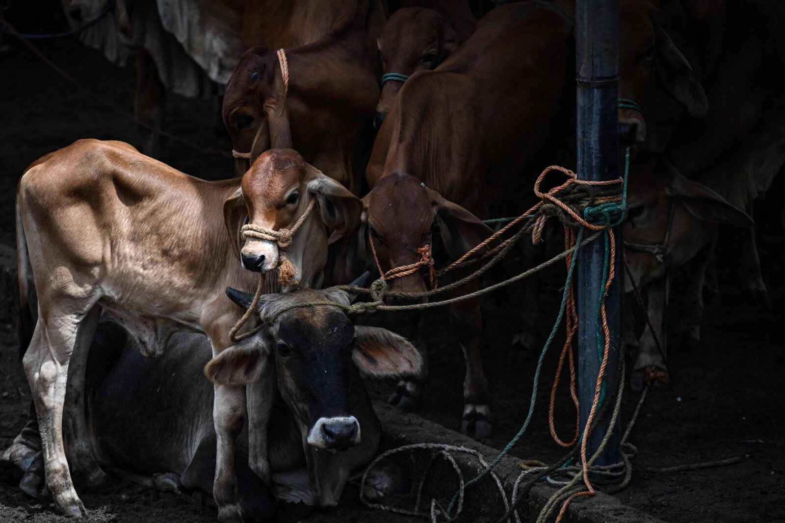 el-nino-traz-periodo-de-‘vacas-magras’-aos-mercados-de-gado-de-el-salvador