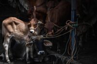 el-nino-traz-periodo-de-‘vacas-magras’-aos-mercados-de-gado-de-el-salvador