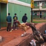 pour-la-« gen-z »-de-madagascar,-un-an-apres-le-putsch-militaire,-les-lendemains-qui-dechantent