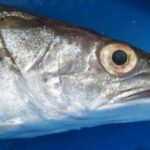 optimismo-en-la-pesca-rionegrina:-crece-la-merluza-y-esperan-una-nueva-evaluacion-cientifica
