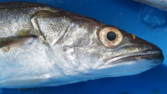 optimismo-en-la-pesca-rionegrina:-crece-la-merluza-y-esperan-una-nueva-evaluacion-cientifica