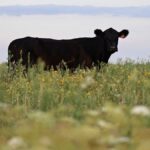 conexion-ganadera:-la-justicia-condeno-a-los-responsables-de-dos-empresas-tenedoras-de-ganado-por-apropiarse-de-los-animales