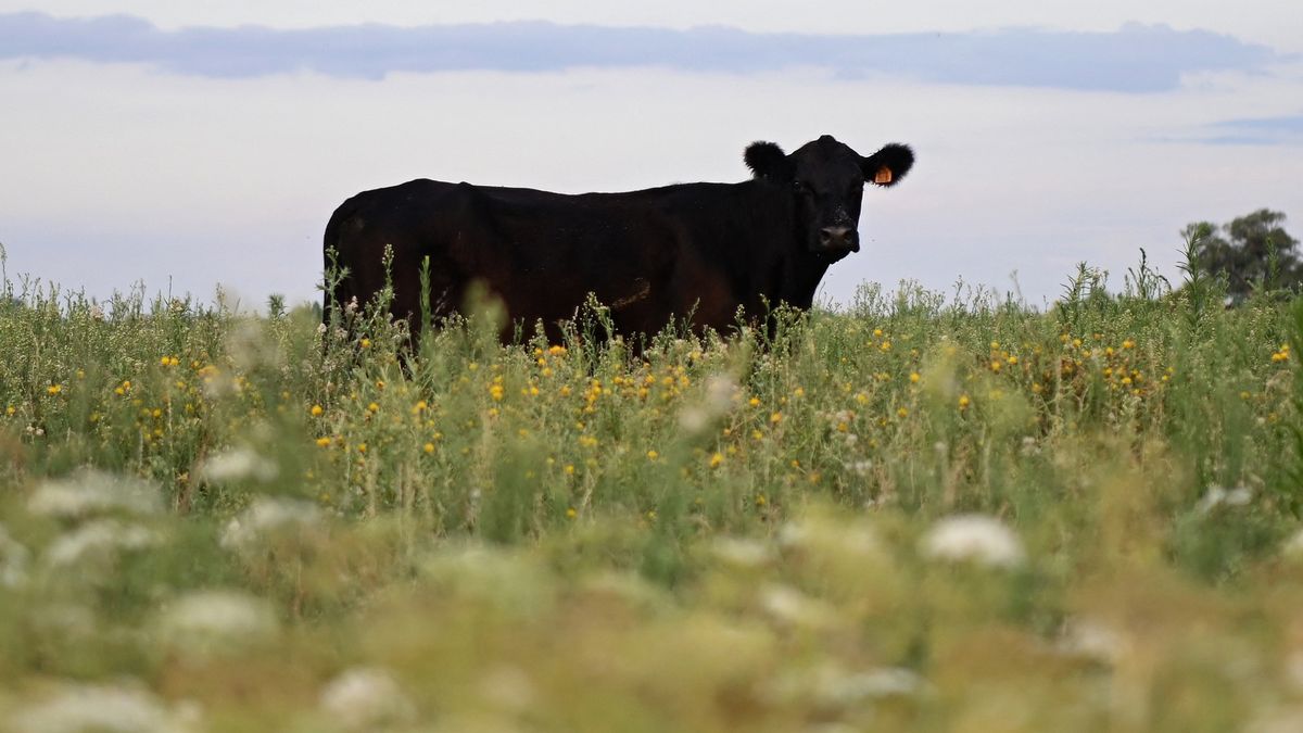 conexion-ganadera:-la-justicia-condeno-a-los-responsables-de-dos-empresas-tenedoras-de-ganado-por-apropiarse-de-los-animales