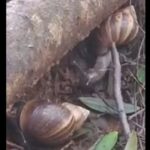 invasion-de-caracoles-africanos-mete-miedo-en-capi’ibary