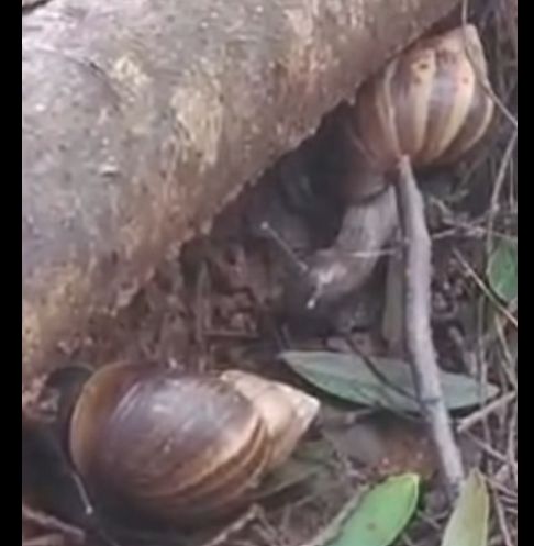 invasion-de-caracoles-africanos-mete-miedo-en-capi’ibary