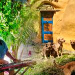 famosa-finca-busca-hasta-3-voluntarios-que-hablen-espanol-o-ingles-para-vivir-gratis-en-puerto-rico:-trabajarian-20-horas-semanales-por-4-semanas
