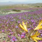 resguardan-el-desierto-florido-con-notificacion-masiva-a-267-faenas-mineras