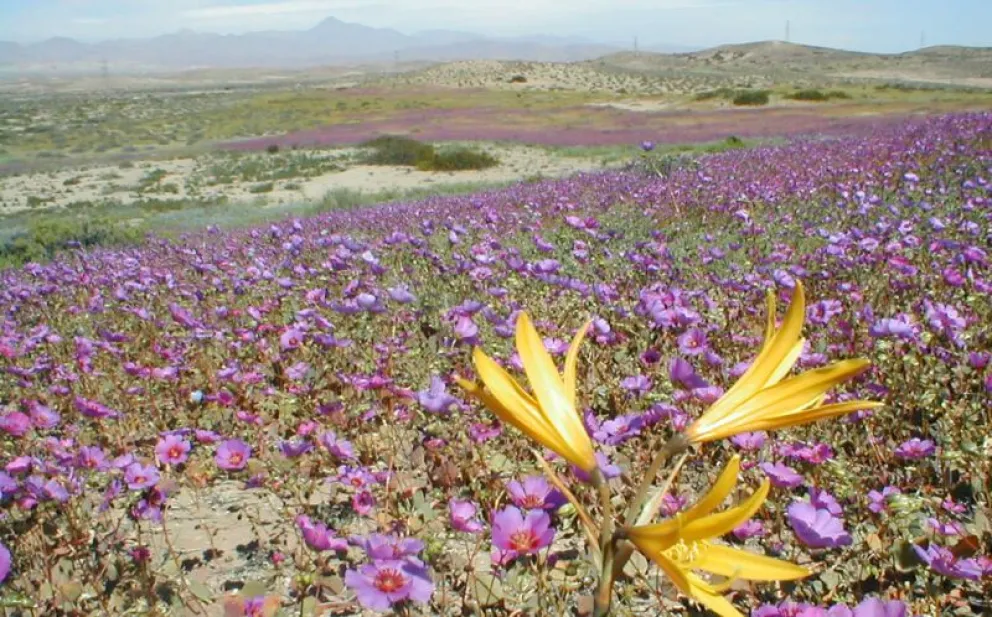 resguardan-el-desierto-florido-con-notificacion-masiva-a-267-faenas-mineras