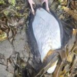 aparecen-decenas-de-aves-muertas-en-el-paseo-costero-de-puerto-madryn