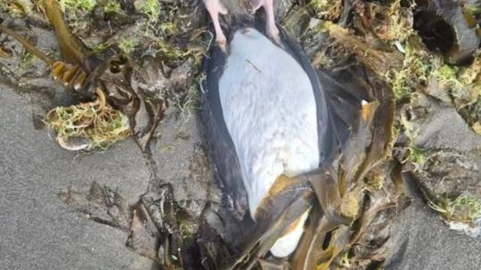 aparecen-decenas-de-aves-muertas-en-el-paseo-costero-de-puerto-madryn