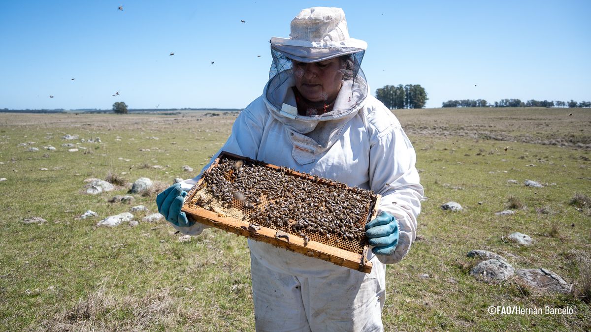 fao-eligio-a-maria-laura-rodriguez,-apicultora-uruguaya,-como-una-de-100-heroinas