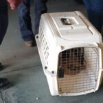 denuncian-ataque-con-machete-a-un-oso-hormiguero-en-peten;-autoridades-exigen-respeto-a-la-fauna