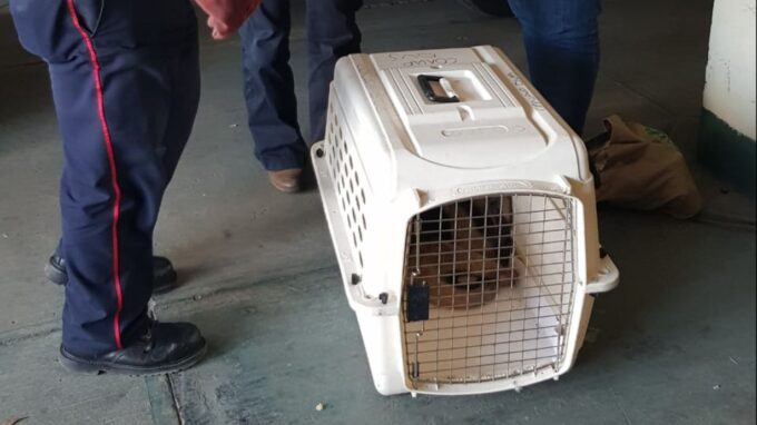denuncian-ataque-con-machete-a-un-oso-hormiguero-en-peten;-autoridades-exigen-respeto-a-la-fauna