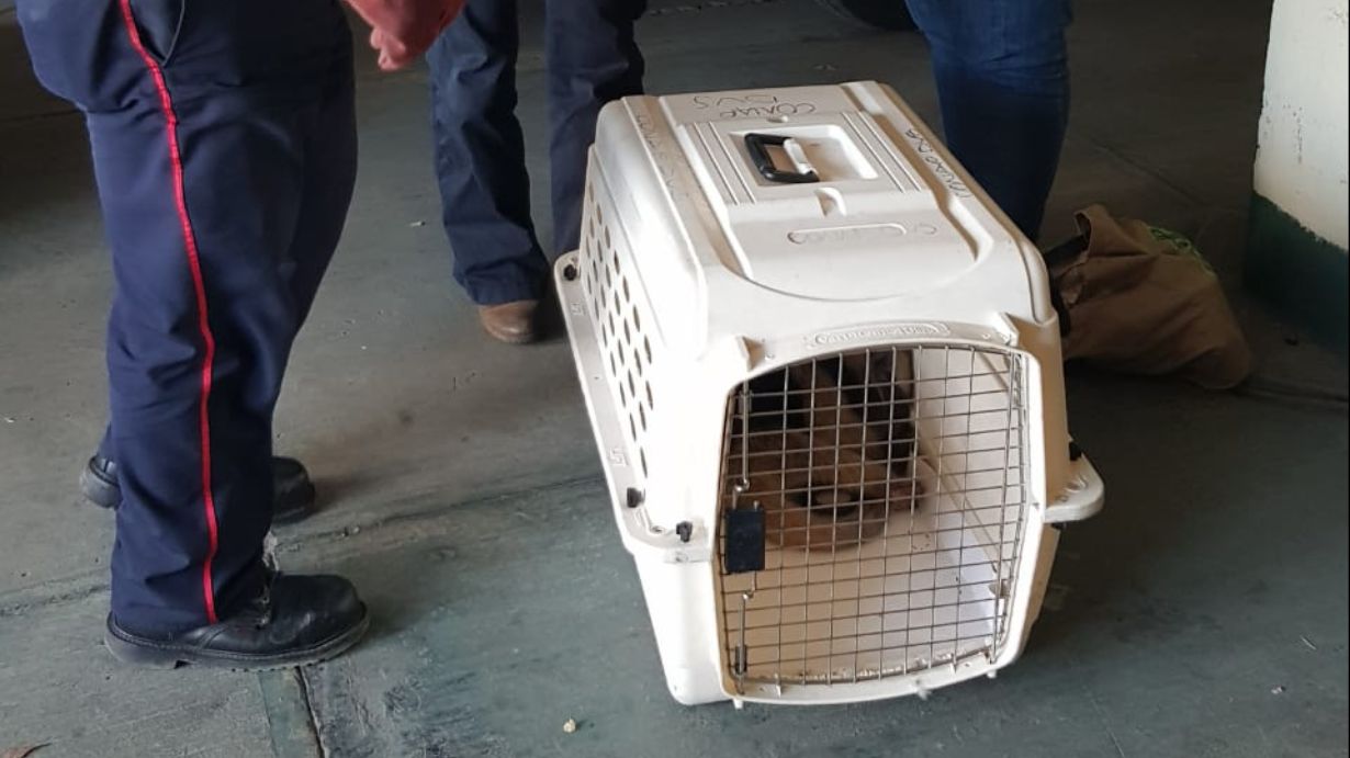 denuncian-ataque-con-machete-a-un-oso-hormiguero-en-peten;-autoridades-exigen-respeto-a-la-fauna