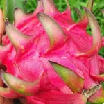 buscan-aliados-para-ampliar-la-produccion-de-pitahaya