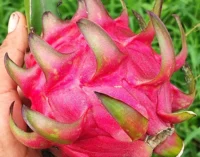 buscan-aliados-para-ampliar-la-produccion-de-pitahaya