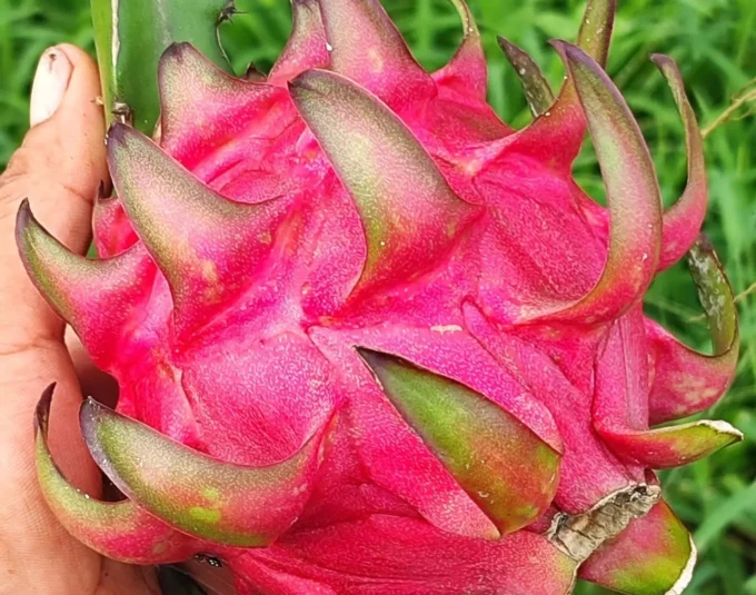 buscan-aliados-para-ampliar-la-produccion-de-pitahaya