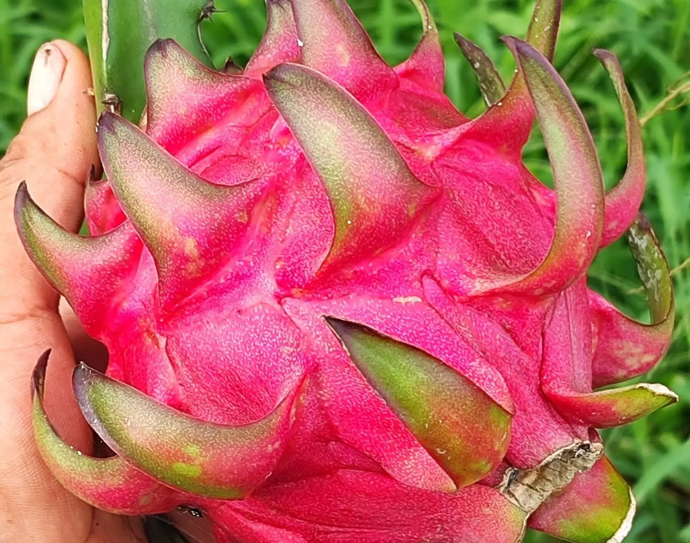 buscan-aliados-para-ampliar-la-produccion-de-pitahaya