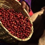la-union-europea-protege-el-cafe-antigua-de-guatemala-con-indicaciones-geograficas-protegidas