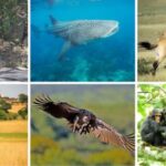 las-poblaciones-de-fauna-silvestre-sufrieron-una-gigantesca-y-preocupante-caida-en-todo-el-mundo