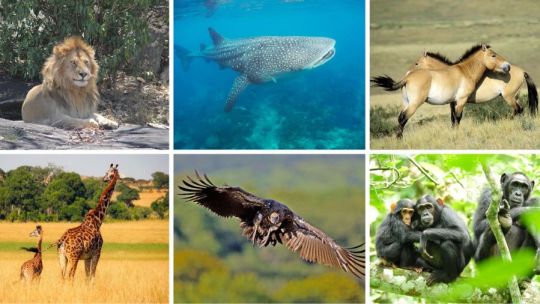 las-poblaciones-de-fauna-silvestre-sufrieron-una-gigantesca-y-preocupante-caida-en-todo-el-mundo