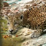 proteccion-de-bosques-y-lucha-contra-el-trafico-ilegal:-la-estrategia-del-conap-para-conservar-al-jaguar
