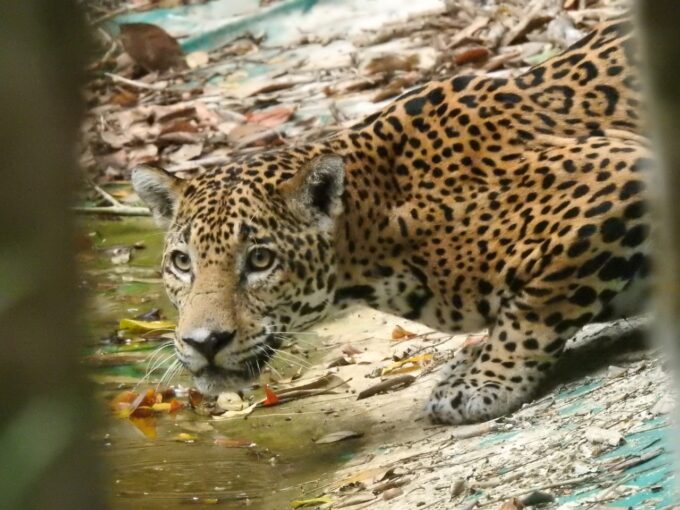 proteccion-de-bosques-y-lucha-contra-el-trafico-ilegal:-la-estrategia-del-conap-para-conservar-al-jaguar
