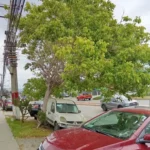 vecinos-alertan-por-arbol-en-riesgo-de-caer-en-calle-balmaceda-de-la-serena